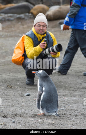 I turisti cinesi guardare i pinguini Gentoo al punto di elefante, Livingston isola, a sud le isole Shetland, Antartide. Foto Stock