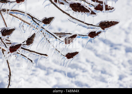 Alberi sotto la forte Pioggia gelata in Quebec, Canada, 9 Aprile 2019 Foto Stock