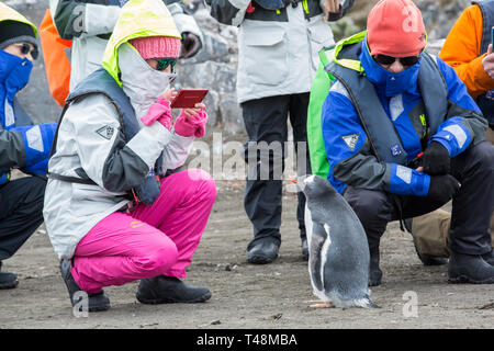 I turisti cinesi guardare i pinguini Gentoo al punto di elefante, Livingston isola, a sud le isole Shetland, Antartide. Foto Stock