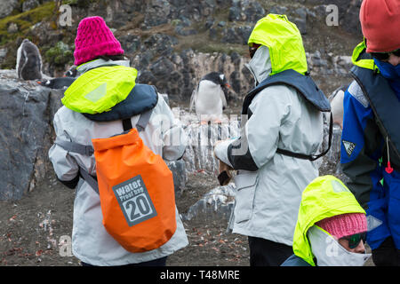 I turisti cinesi guardare i pinguini Gentoo al punto di elefante, Livingston isola, a sud le isole Shetland, Antartide. Foto Stock