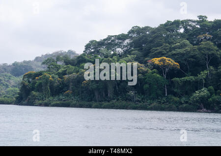 Camino de Cruces National Park, una foresta protetta denominata dopo storico sentiero utilizzato dagli Spagnoli per il trasporto di oro Foto Stock