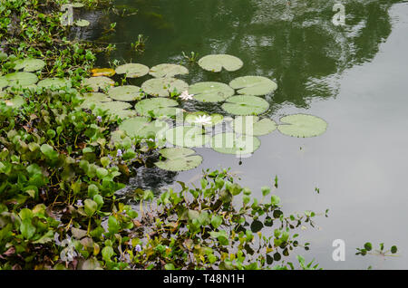 Piante acquatiche lungo gli argini del Fiume Chagres in Gamboa Foto Stock