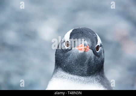 Gentoo Penguin Pygoscelis papua; a Hannah Point, Livingston isola, a sud le isole Shetland, Antartide. Foto Stock