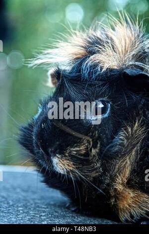 Rosette cavia (cavia porcellus), animale ritratto, Stiria, Austria Foto Stock