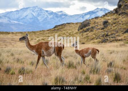 Guanaco (Lama guanicoe), dam e giovane animale in Patagonia Park, Carretera Austral, Valle Chacabuco, Aysen, Patagonia, Cile Foto Stock