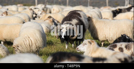 Big Black ram pecora con enormi corna twirled tra bianco pecore nel campo. L'Islanda Foto Stock