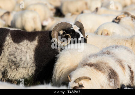 Big Black ram pecora con enormi corna twirled tra bianco pecore nel campo. L'Islanda Foto Stock