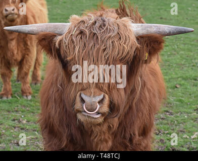 Highland mucca in campo, Letham, Angus, Scozia Foto Stock