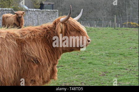 Highland mucca in campo, Letham, Angus, Scozia Foto Stock