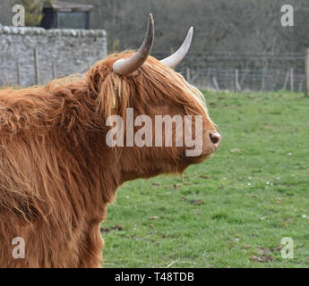 Highland mucca in campo, Letham, Angus, Scozia Foto Stock