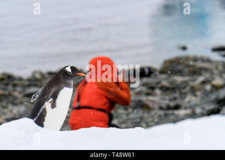 Pinguino Gentoo camminando lungo la spiaggia su Danco Island, Antartide, fotografo in rosso cappotto in background cercando il modo sbagliato Foto Stock