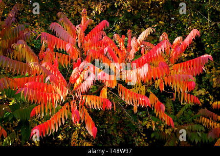 Il rosso e il giallo delle foglie di un arbusto di sommaco in autunno. Foto Stock