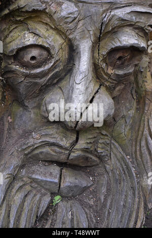 Faccia scolpita nella caduta il ramo di un albero thornham passeggiate, Suffolk, Inghilterra Foto Stock