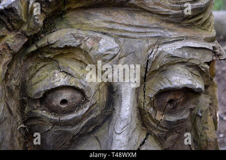 Faccia scolpita nella caduta il ramo di un albero thornham passeggiate, Suffolk, Inghilterra Foto Stock