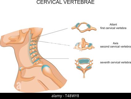 Illustrazione vettoriale della struttura delle vertebre cervicali Illustrazione Vettoriale