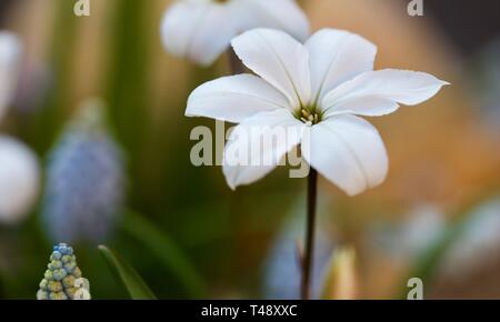 Ipheion uniflorum Spring Starflower "Alberto Castillo" Foto Stock
