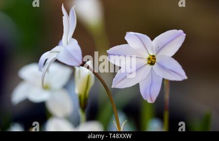 Ipheion uniflorum Spring Starflower "Alberto Castillo" Foto Stock