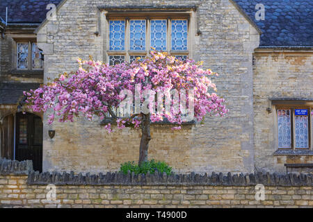 Prunus. Ciliegia giapponese albero fiore. Fiore di Ciliegio in un giardino inglese. Foto Stock