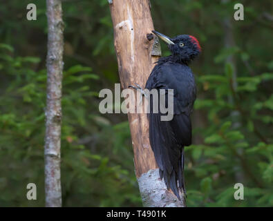 Femmina Picchio nero appollaiato su un essiccato tronco di albero Foto Stock