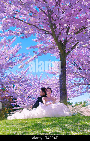 Un giovane giapponese sposa sposo foto di matrimonio. In posa in mezzo a fiori di ciliegio alberi in fiore. Foto Stock