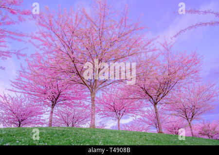 Giapponese Akebono Grove della fioritura dei ciliegi in fiore, Foto Stock