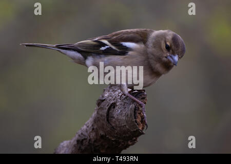 Maschio di fringuello appoggiato su di un ramo Foto Stock