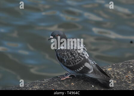 Piccione (columbidi), in corrispondenza del bordo di acqua, guardando nella telecamera. Foto Stock