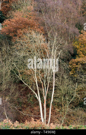 Bosco accanto al fiume Severn nello Shropshire Foto Stock