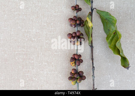 Un chicco di caffè è il seme della pianta del caffè e la fonte per il caffè. Essa è la fossa dentro il rosso porpora o frutta spesso indicato come una ciliegia. Jus Foto Stock