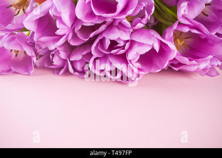 Tulipani viola sullo sfondo rosa. Copia dello spazio. Foto Stock