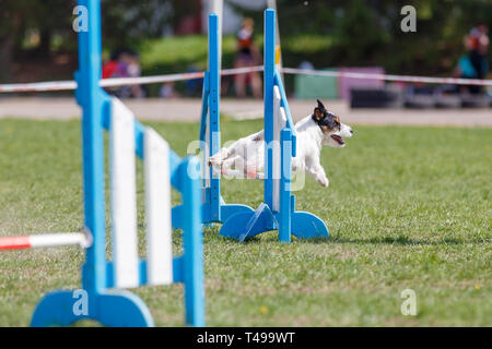 Piccolo cute cane saltando l'ostacolo sul cane agilità competizione sportiva Foto Stock