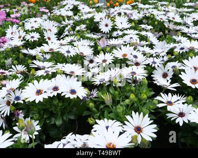 Osteospermum o africano margherite sono lunghi fioritura prevalentemente metà hardy piante da giardino in climi più freschi meglio utilizzati come annuari. Foto Stock