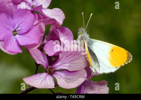 Punta arancione Butterfly - Anthocharis cardamines maschio su onestà fiori - Lunaria annua Foto Stock