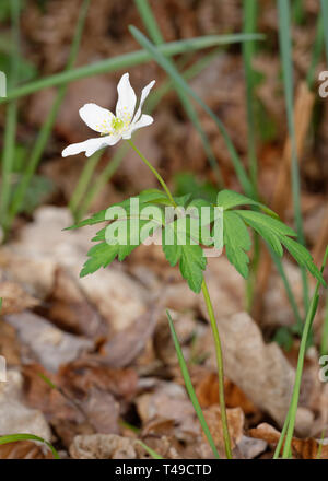 Legno - Anemone Anemone nemorosa , unico impianto sul pavimento del bosco Foto Stock