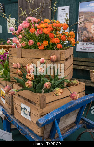 Cardiff, Galles, UK. 04/12/2019 RHS Cardiff Flower Show Foto Stock