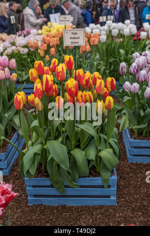 Cardiff, Galles, UK. 04/12/2019 RHS Cardiff Flower Show Foto Stock