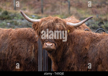 Highland mucca in Scozia, Regno Unito, Europa Foto Stock