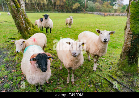 Vista la mattina di una fattoria con molte pecore in Irlanda Foto Stock