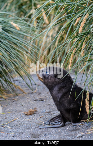 Carino pelliccia sigillo pup in posa su di una spiaggia di sabbia in mezzo all'Erba Tussac, Isola Georgia del sud, sud dell'Oceano Atlantico Foto Stock