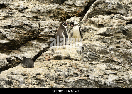 I pinguini Humboldt (Spheniscus Humboldti) su Isla Choros, pinguini Humboldt riserva, Punta Choros, Cile Foto Stock