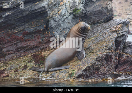 Sud Americana di pelliccia sigillo (Arctocephalus australis) su Isla Choros, pinguini Humboldt riserva, Punta Choros, Cile Foto Stock