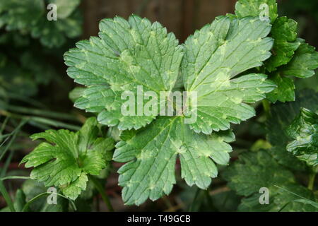 Foglia di il Ranuncolo strisciante Weed 'Ranunculus repens' Foto Stock