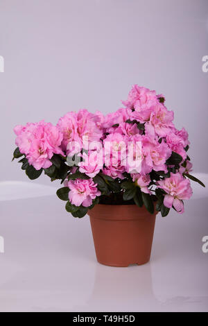 Impianto di fioritura di azalea in vaso. "Rhododendron simsii' su sfondo chiaro Foto Stock