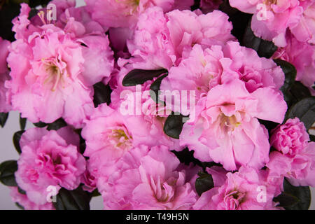 Impianto di fioritura di azalea in vaso. "Rhododendron simsii' su sfondo chiaro Foto Stock