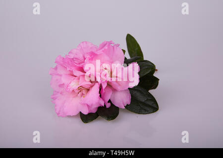 Impianto di fioritura di azalea in vaso. "Rhododendron simsii' su sfondo chiaro Foto Stock