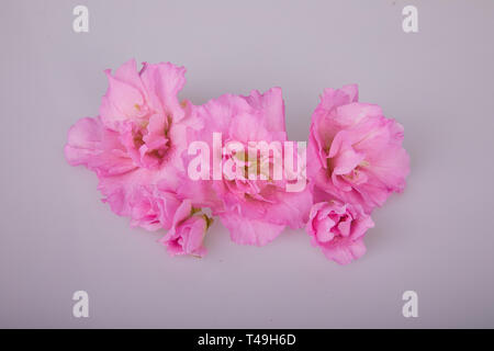 Impianto di fioritura di azalea in vaso. "Rhododendron simsii' su sfondo chiaro Foto Stock