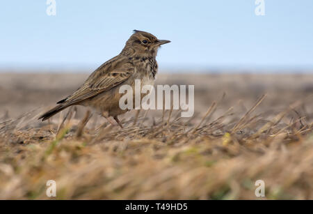 Crested Lark in posa sul livello di massa coperto con erba vecchia Foto Stock