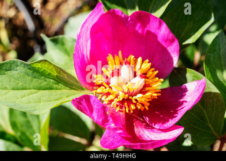 Fiore di peonia - Paeonia mascula o coral peonia - ,belle petali viola con ciuffo di stami gialli Foto Stock