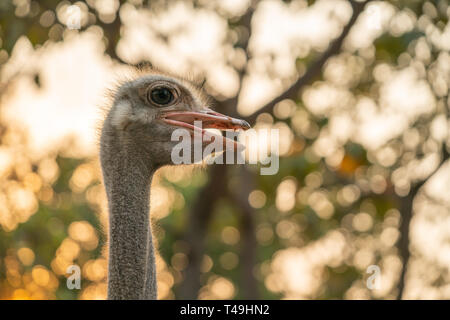 Ostrich della testa e del collo nel parco Foto Stock