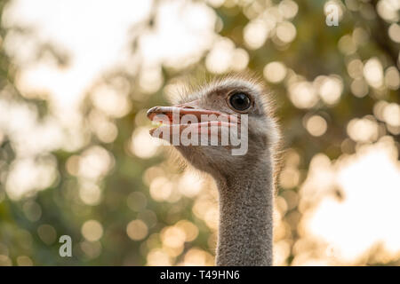 Ostrich della testa e del collo nel parco Foto Stock